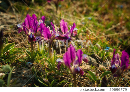 A background of bright spring grass and small wild 29696779