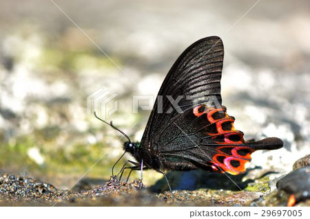 Double-ringed Crested Butterfly / Papilio hoppo 29697005