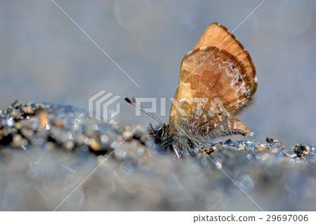 Orchimiella rantaizana 29697006