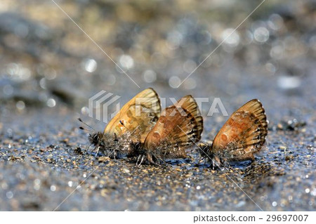 Orchimiella rantaizana 29697007