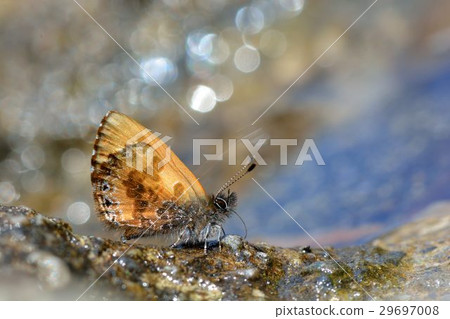 Orchimiella rantaizana 29697008