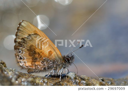 Orchimiella rantaizana Orchimiella rantaizana 29697009