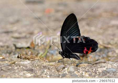 Black swallowtail butterfly Papilio protenor amaura ( Jordan, 1909) Black swallowtail butterfly Papilio protenor amaura ( Jordan, 1909) 29697012