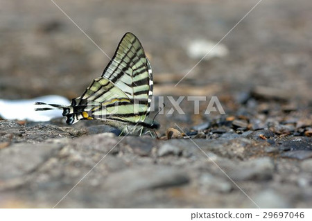 Sword Swallow Butterfly Pazala eurous Sword Swallow Butterfly Pazala eurous 29697046