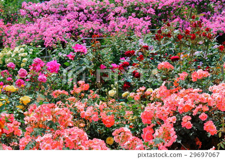 Beautiful Rose Flower Part 39: Colored Flowers and Plants Weave 369 Beautiful Rose Flower Part 39: Colored Flowers and Plants Weave 369 29697067