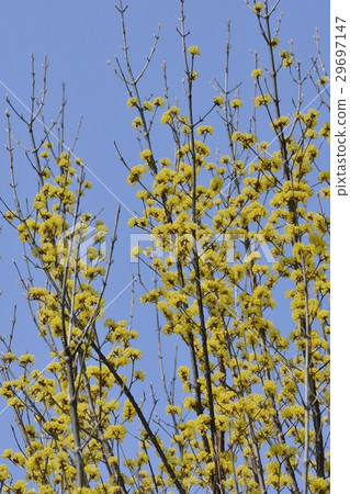 Flower of Sanshui Flower of Sanshui 29697147