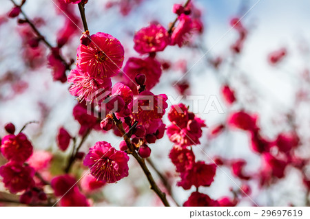 Plum blossom  Plum blossom  29697619