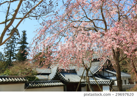 Nara Park Shidare cherry tree full bloom Nara Park Shidare cherry tree full bloom 29697620