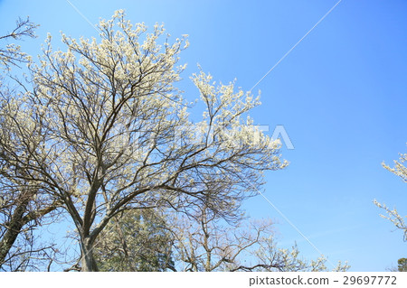 Plum flowers Plum flowers 29697772
