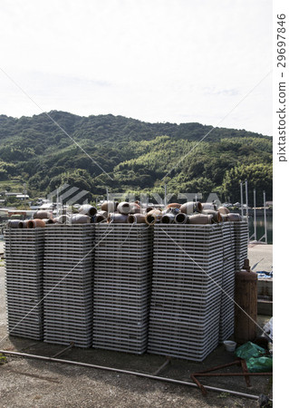 很多章魚藤蔓 29697846