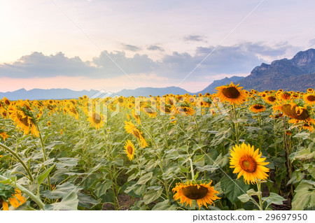 Beautiful sunflowers in spring field  29697950