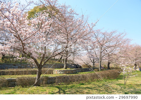 春天公園Simei Yoshino綻放 春天公園Simei Yoshino綻放 29697990