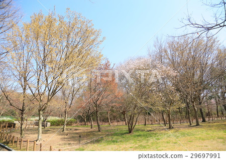 春天公園櫻花盛開 春天公園櫻花盛開 29697991