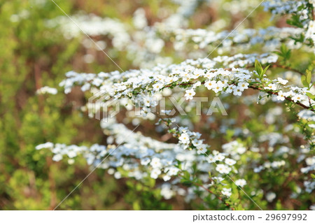 Spring park Yukiyanagi's flower 29697992