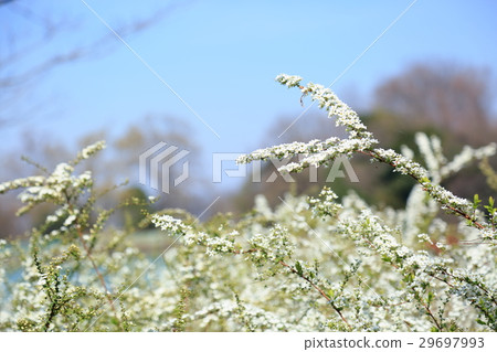 Spring park Yukiyanagi's flower 29697993