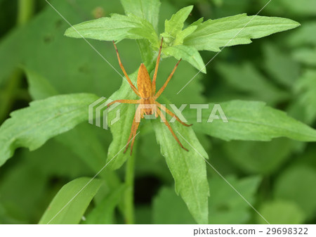 Ilo-billed spider　 29698322