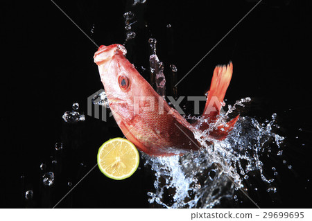 Fresh Food 29699695