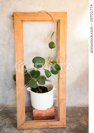 Pot of heart shape plant, Hoya kerrii craib 29701774