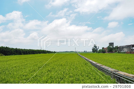 稻田 稻田 29701808