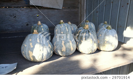 Unmanned selling pumpkin 29701914