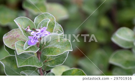 Flower of flowers 29701916