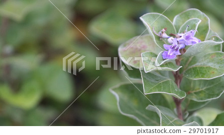 Flower of flowers Flower of flowers 29701917