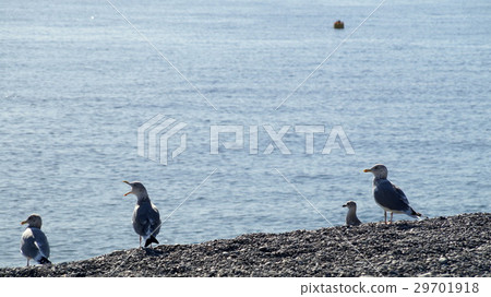 Seagulls of Shichirigamihama 29701918
