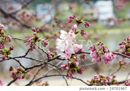 櫻桃樹 29701967
