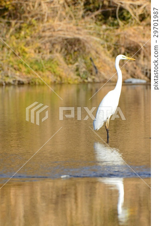 Daisygi (Arakawa / Fukaya city, Saitama Prefecture) 29701987