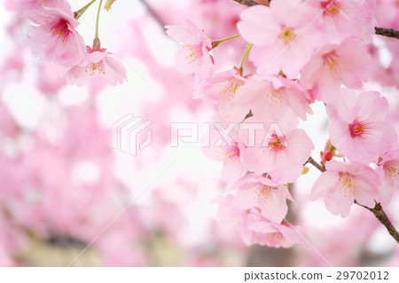 桃紅色櫻桃開花在綻放1 29702012