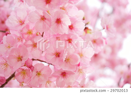 粉紅色的櫻花盛開2 29702013