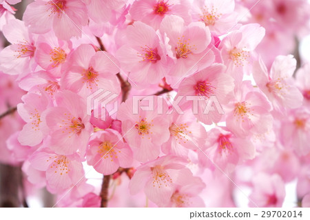 盛開在綻放3的桃紅色櫻桃 29702014