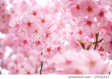 桃紅色櫻桃開花在綻放4 29702015