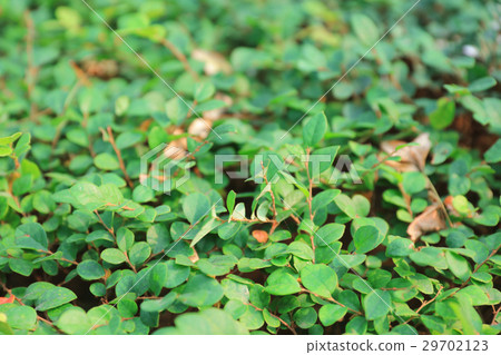 the plants for Chinese medicine the plants for Chinese medicine 29702123