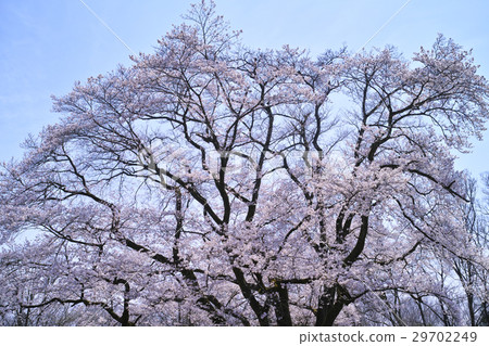 櫻花藍天盛開Ed Higanzakura 櫻花藍天盛開Ed Higanzakura 29702249