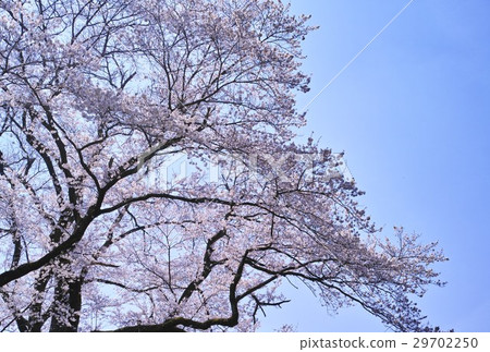 櫻花藍天盛開Ed Higanzakura 櫻花藍天盛開Ed Higanzakura 29702250