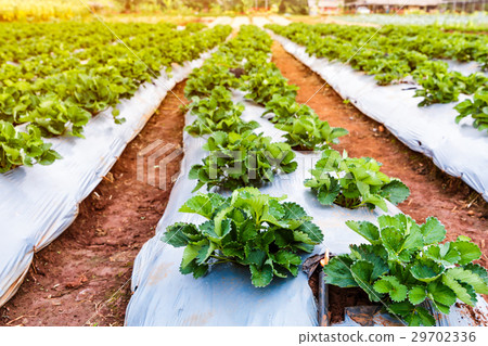 Organic strawberry fruit growing on plantation. 29702336