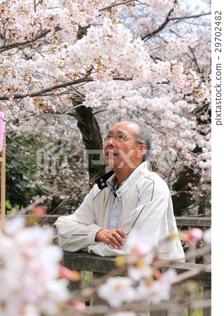 Senior men watching the cherry blossoms 29702482