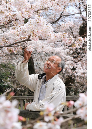 Senior men watching the cherry blossoms 29702485
