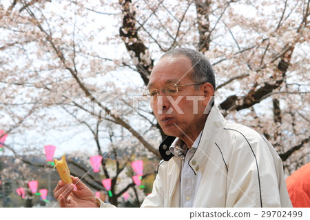 Senior men eating snacks at cherry-blossom viewing 29702499