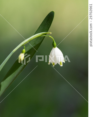 可愛的雪花 可愛的雪花 29702661
