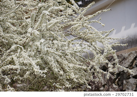 Yukiyanagi Up 29702731