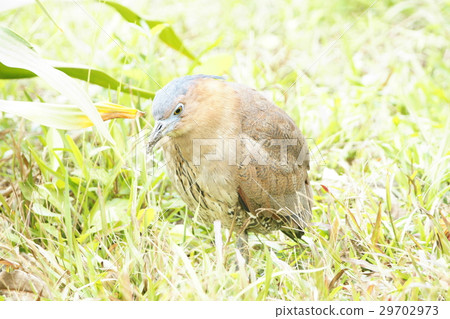 黑冠麻鷺 29702973