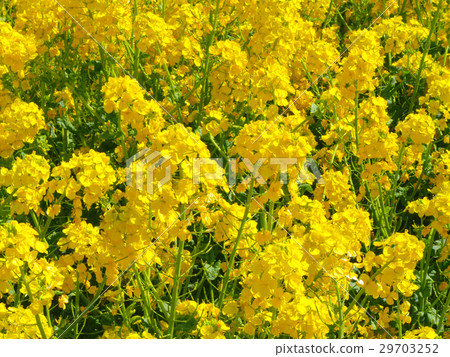 Awagi flower scoured rape blossoms Awagi flower scoured rape blossoms 29703252