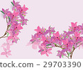 Azalea flowers  hand drawn watercolor 29703390