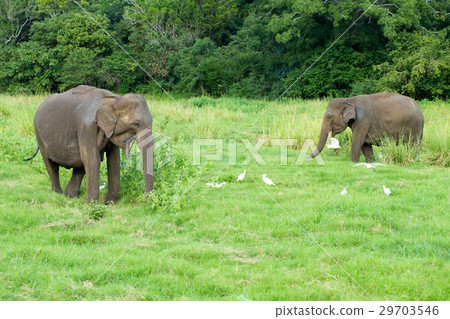 A young elephant right next to an adult one. 29703546