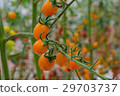 Yellow tomatos closup in the greenhouse farm ,ago  29703737