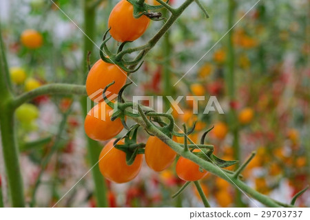 Yellow tomatos closup in the greenhouse farm ,ago Yellow tomatos closup in the greenhouse farm ,ago 29703737