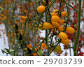 Yellow tomatos closup in the greenhouse farm ,ago  29703739