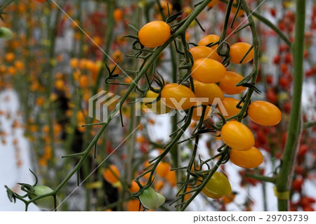 Yellow tomatos closup in the greenhouse farm ,ago  29703739